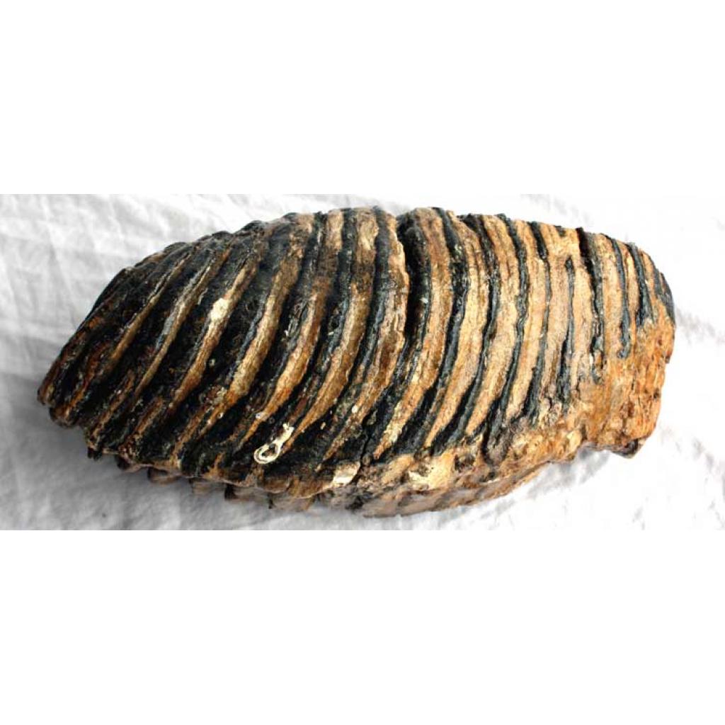 Large Adult Mammoth Tooth